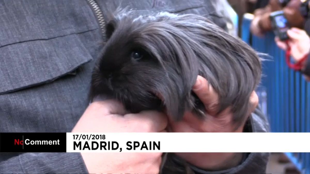 Pets in Madrid don their best outfits to be blessed for Saint Anthony's day