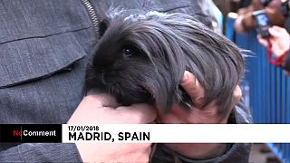 Pets in Madrid don their best outfits to be blessed for Saint Anthony's day