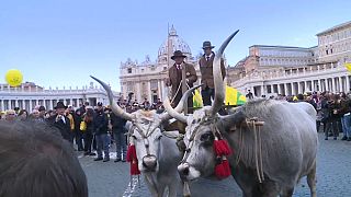 La benedizione degli animali a Piazza San Pietro