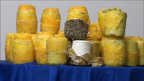 Cilindros de cocaína extraídos de las piñas Cilindros de cocaína extraídos de las piñas