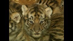 China: Fünf Tigerbabys geboren