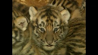 China: Fünf Tigerbabys geboren