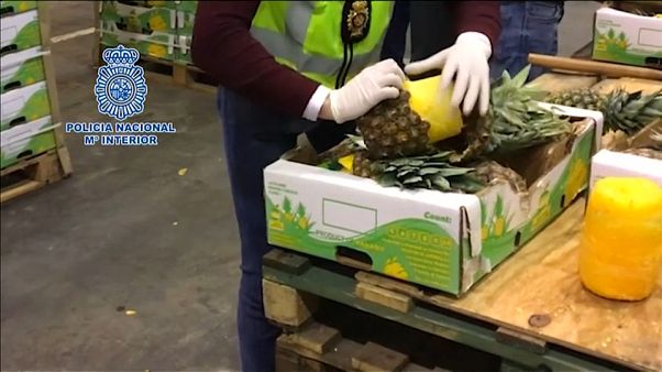 I coni di cocaina ricoperti di cera erano inseriti negli ananas I coni di cocaina ricoperti di cera erano inseriti negli ananas