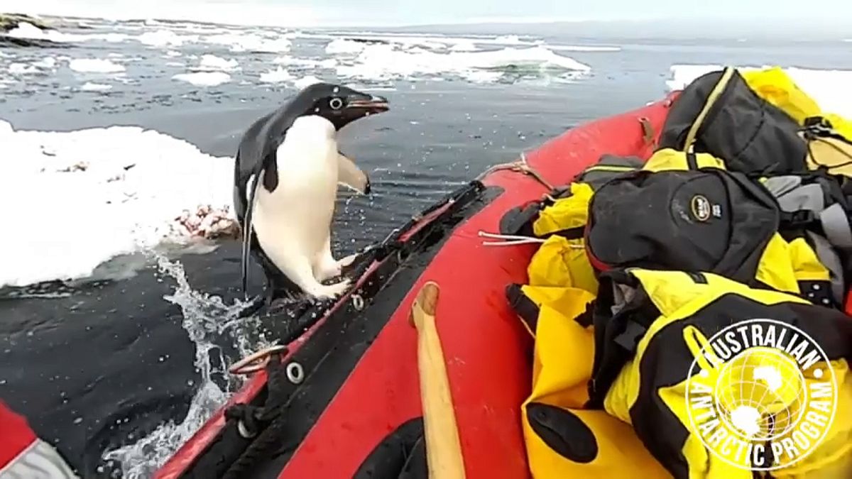 Πιγκουνίνος πηδά από τα παγωμένα νερά σε...βάρκα!
