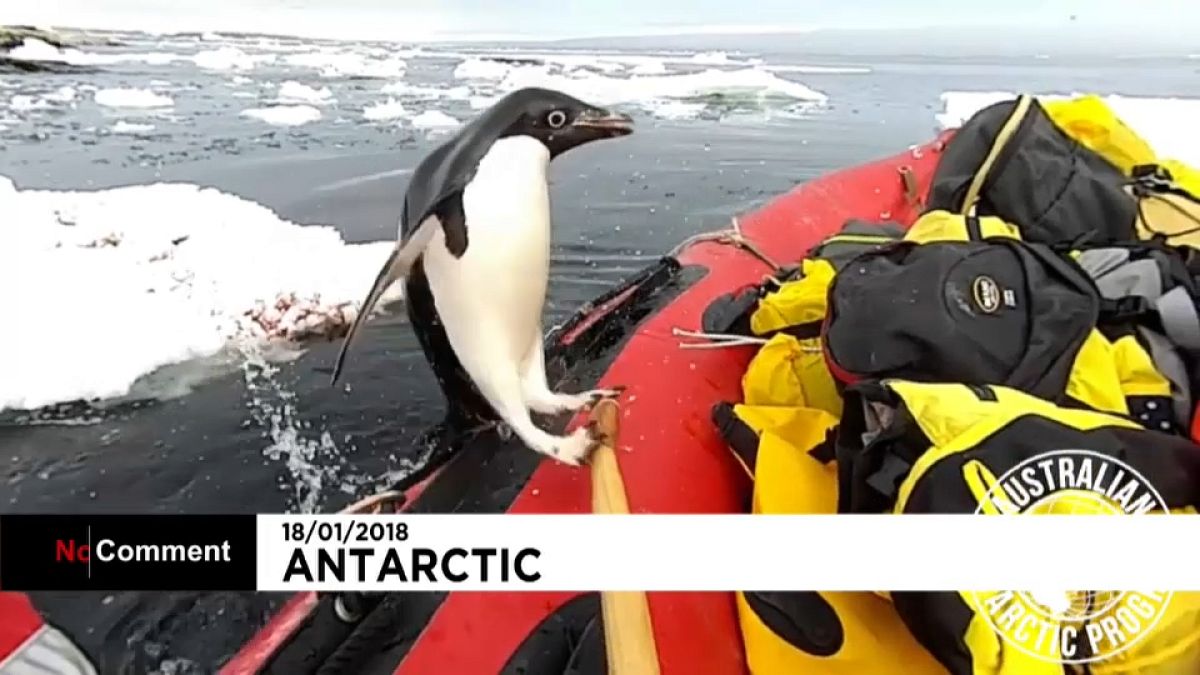 Un pinguno salta spontaneamente a bordo della barca dei ricercatori in Antartide