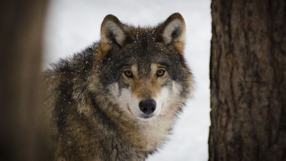 A wolf escaped its British sanctuary and gave social media a lot to talk about