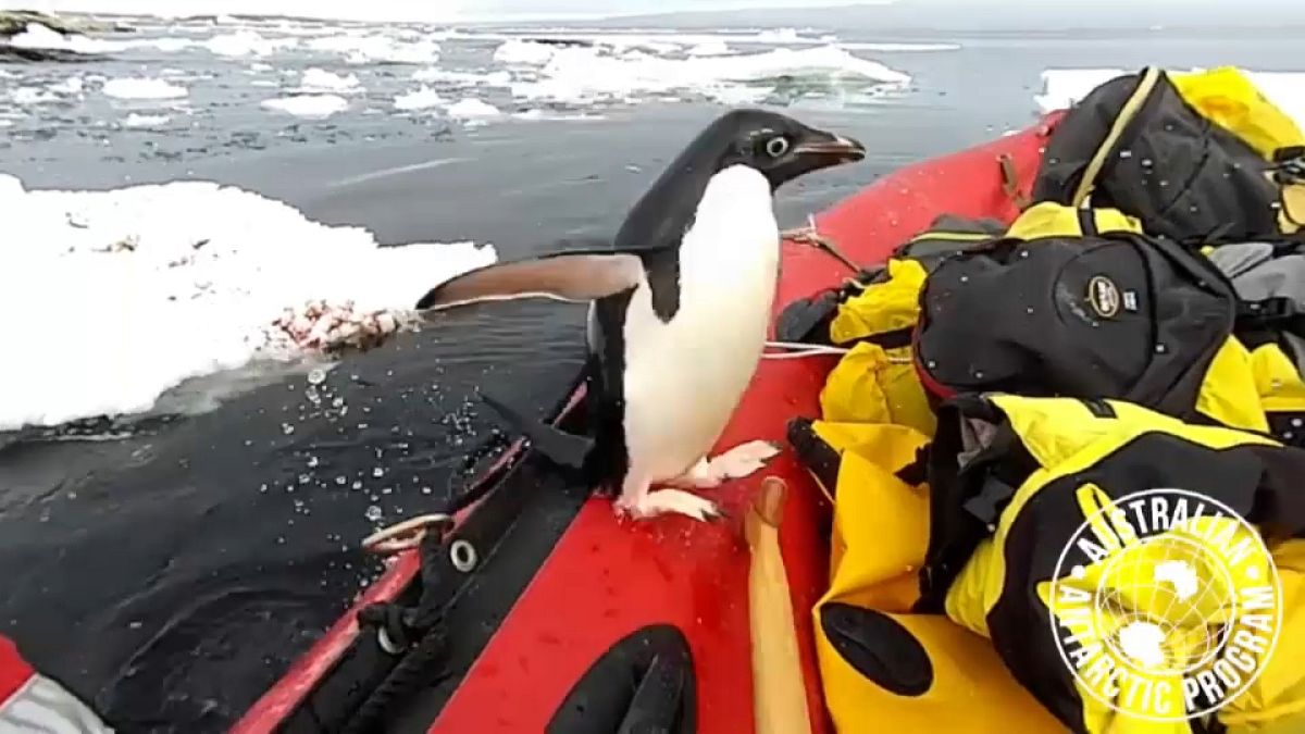 Un pingüino salta al barco de unos investigadores en la Antártida