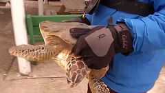 Rescued sea turtle stunned by cold Texan coastal waters 