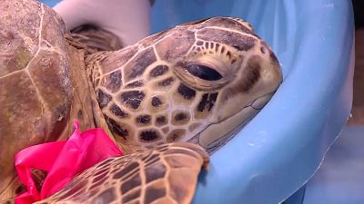 Texas: Kälte bedroht Meeresschildkröten