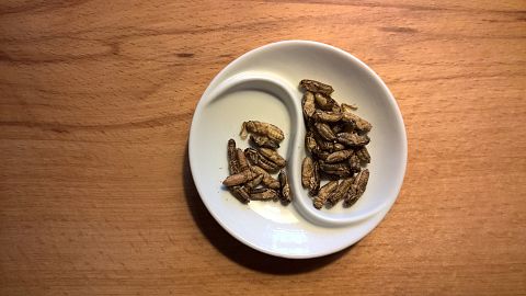 Тараканы и опарыши: о дивная новая кухня!
