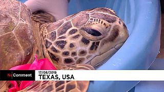 I volontari del Parco Nzionale del Texas in soccorso delle tartarughe infreddolite