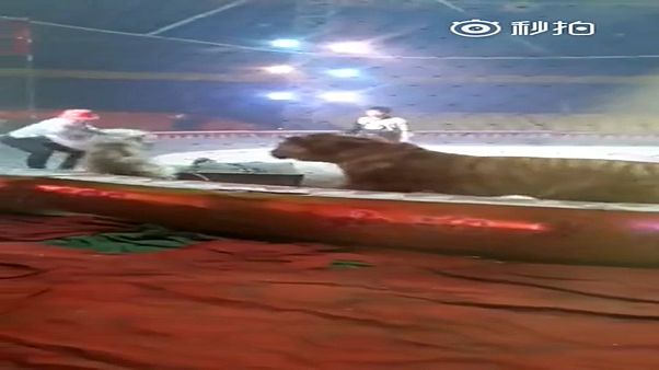 فيديو صادم لبروفة دموية في سيرك صيني فيديو صادم لبروفة دموية في سيرك صيني