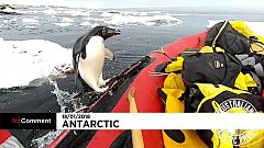 Pinguim surpreende grupo de cientistas na Antártida