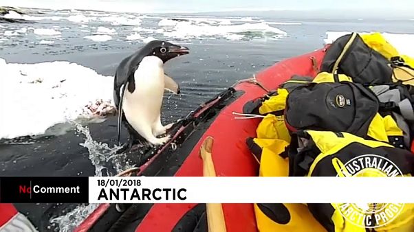 Pinguim surpreende grupo de cientistas na Antártida Pinguim surpreende grupo de cientistas na Antártida