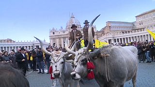 Animales en el Vaticano por el día de San Antón