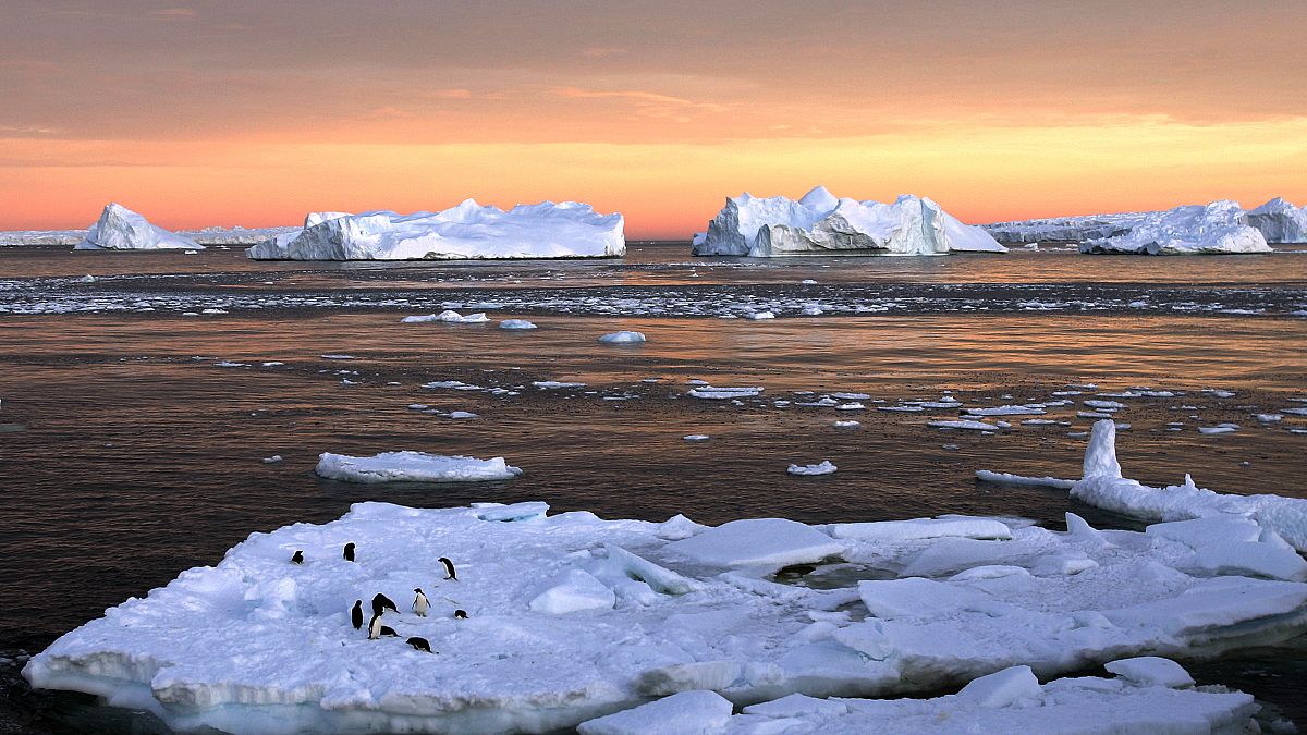 بالفيديو: بطريق فضولي يفاجئ علماء على متن قاربهم في انتاركتيكا