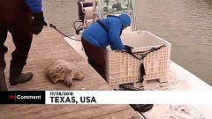 Las tortugas marinas también sufren el frío