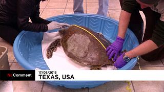 Tartarugas do Texas morrem de frio