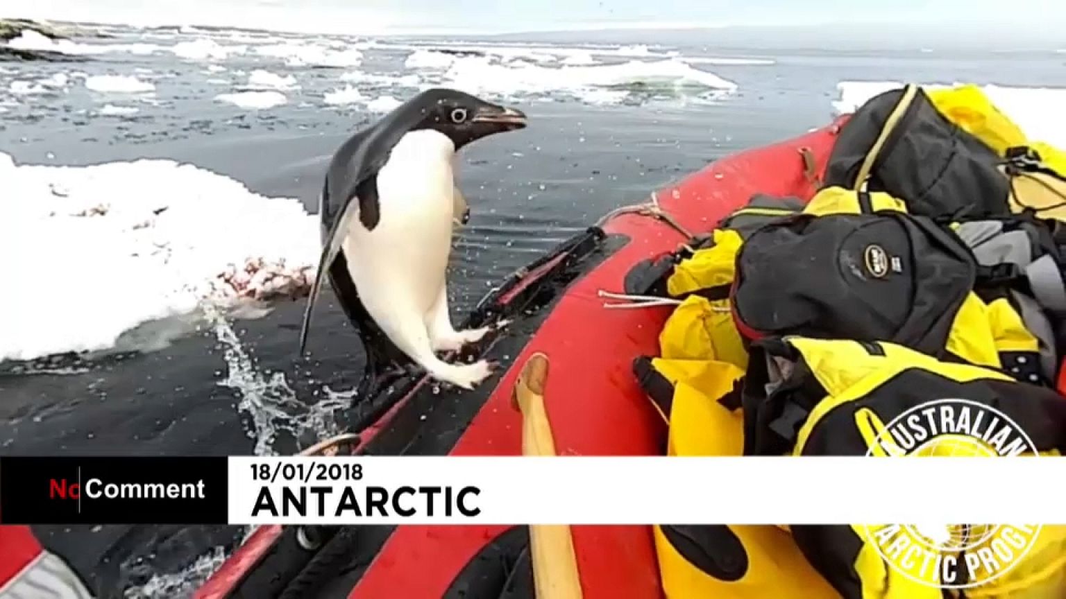 Da springt ein kleiner Pinguin an Bord