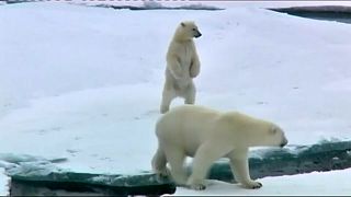 Lo sanno anche gli orsi polari: il 2017 è stato l'anno più caldo