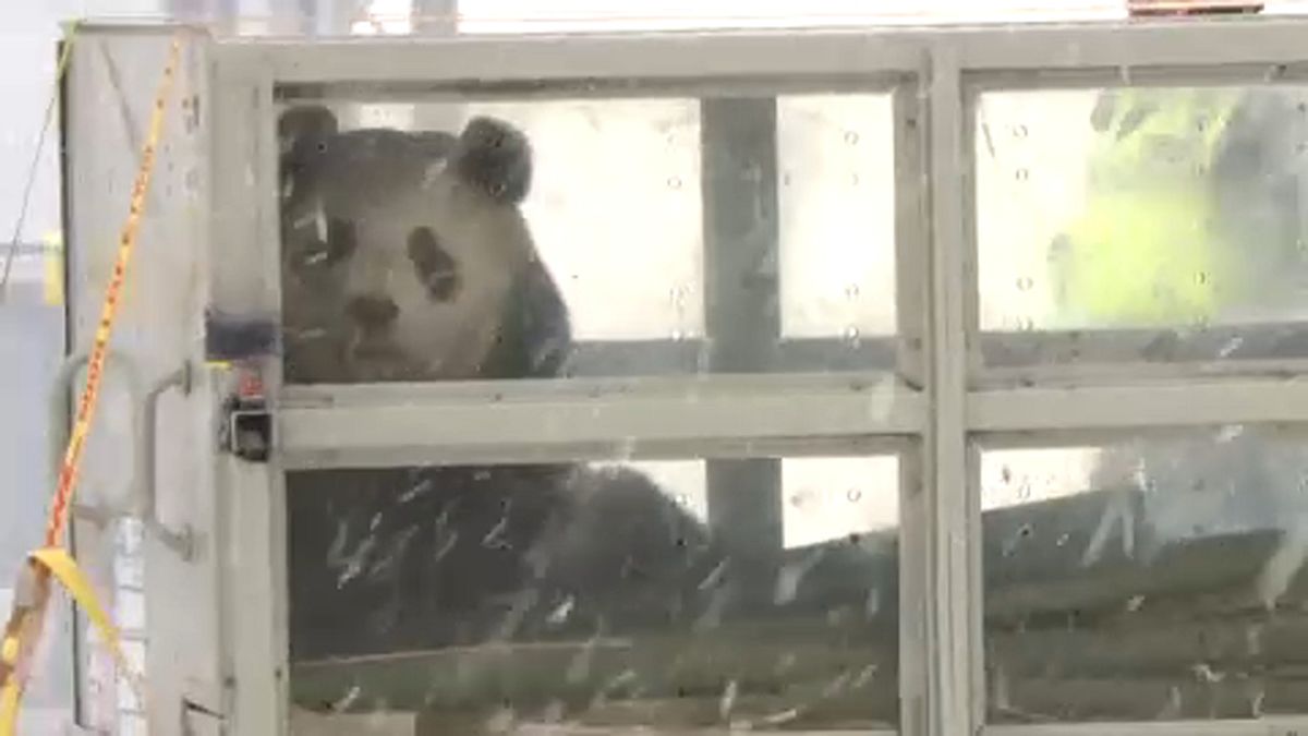 Panda pár érkezett Finnországba