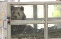 Panda pár érkezett Finnországba