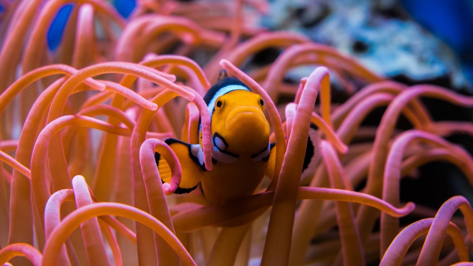 La Grande Barrière de corail comme vous ne l’avez jamais vue