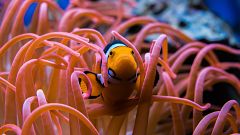 La Grande Barrière de corail comme vous ne l’avez jamais vue