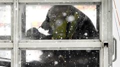 Chinesische Pandas am Flughafen von Helsinki