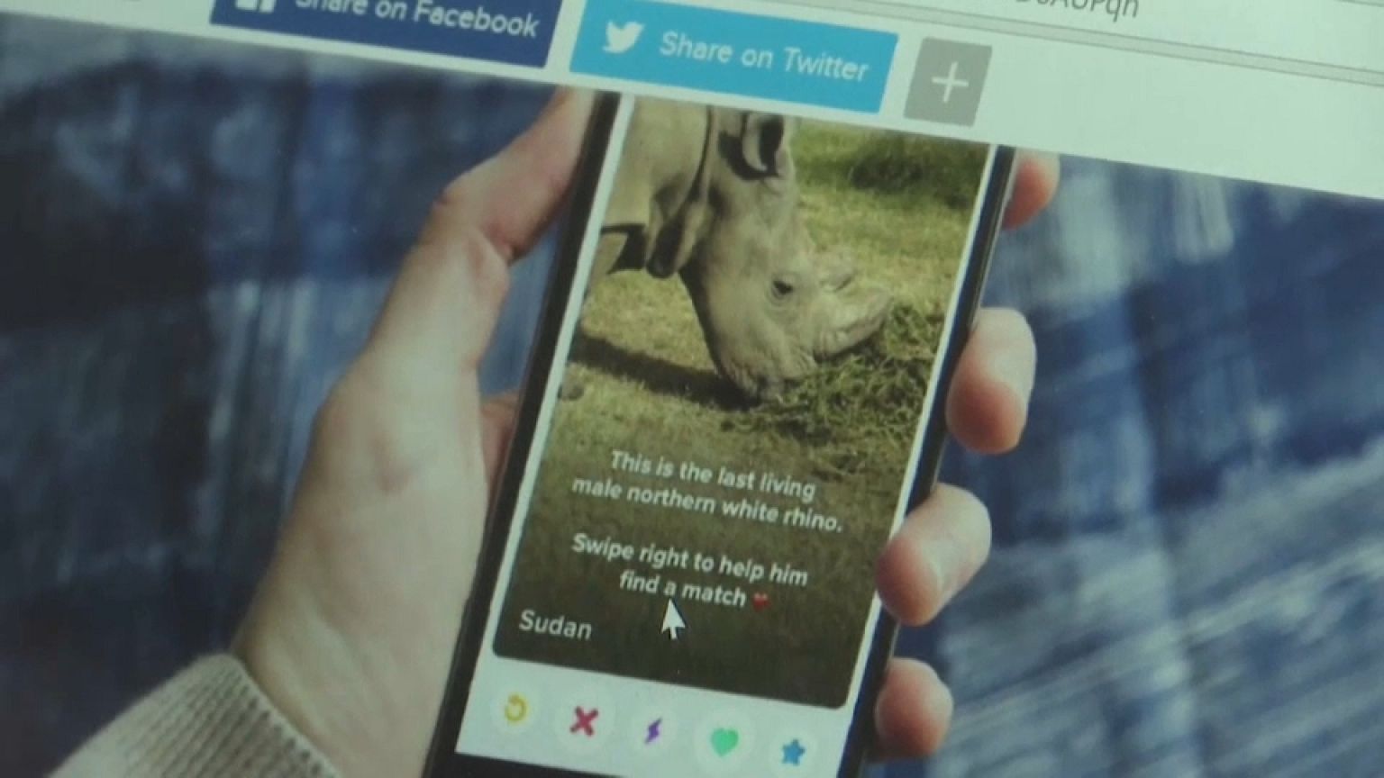 Quénia cria "Tinder" para último rinoceronte macho da espécie