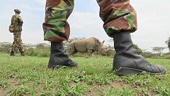 Tinder-Kampagne soll Nashorn retten