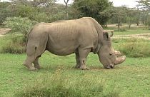 Un rhinocéros sauvé par Tinder?