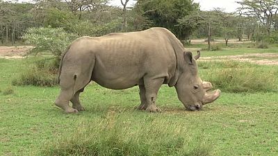 Un rhinocéros sauvé par Tinder? 