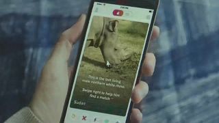 "Sudan" misses out on Tinder as people swipe left on the world's last male White rhino