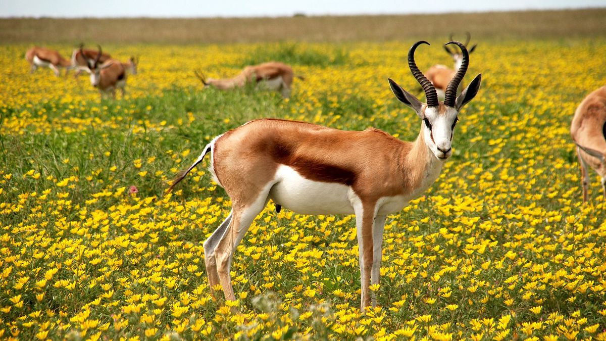 Antilope, Nature, Fleurs, Pré