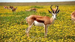 Antilope, Nature, Fleurs, Pré