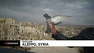 Las palomas vuelven a Alepo