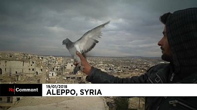 Syrian soldier spends his downtime breeding pigeons in Aleppo