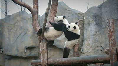 Yue Yue y Ban Ban, los hermanos panda que crecen felices en Shangai