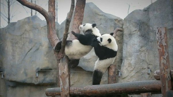Yue Yue y Ban Ban, los hermanos panda que crecen felices en Shangai Yue Yue y Ban Ban, los hermanos panda que crecen felices en Shangai
