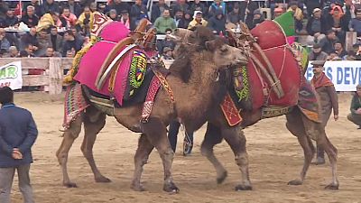 Festival du combat de chameaux en Turquie