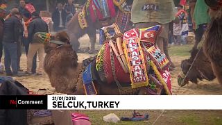 Турция: Фестиваль верблюжьих боев