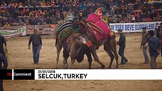 Festival de luta de camelos na Turquia