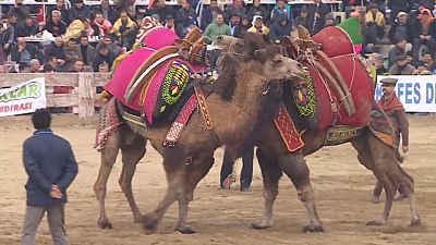 Peleas de camellos en Turquía