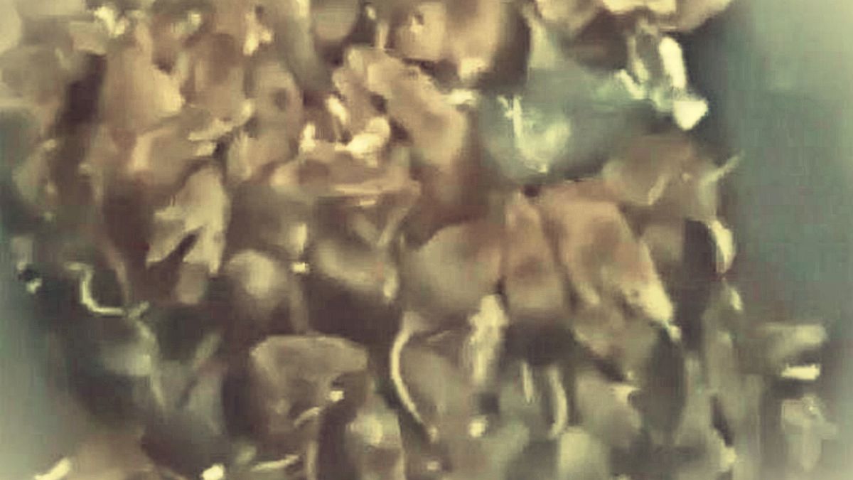 صدها موش در یک سطل زباله در پاریس «له شدند»