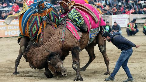 Selçuk'ta Deve Güreşi Festivali
