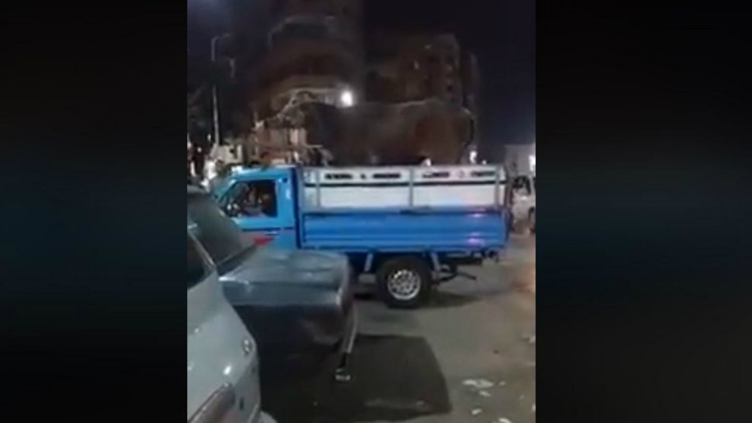 شاهد: عجل يرفس صاحبه ويهرول بشوارع إحدى مدن مصر
