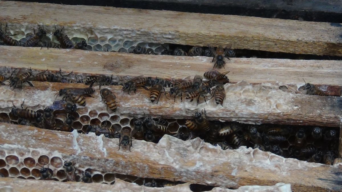 Les eurodéputés au chevet de l'apiculture