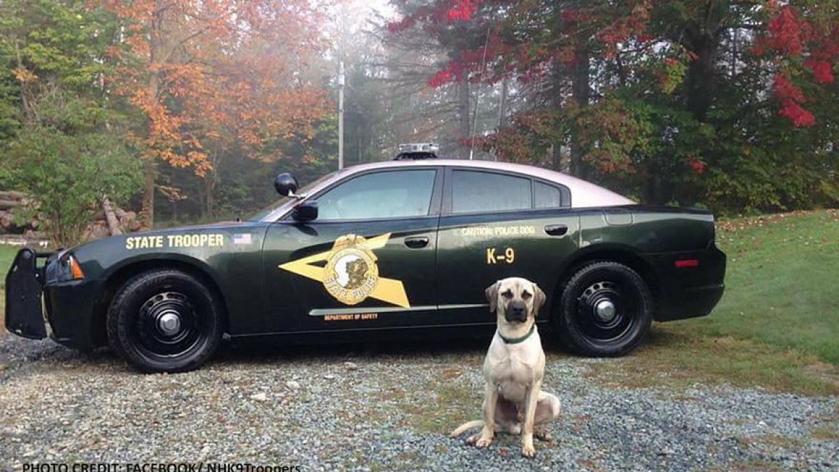 Etats-Unis : un homme arrêté pour avoir mordu… un chien policier !