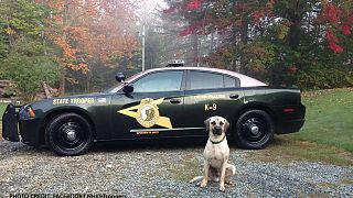 Ein Polizeihund sitzt vor einem Einsatzwagen in den USA